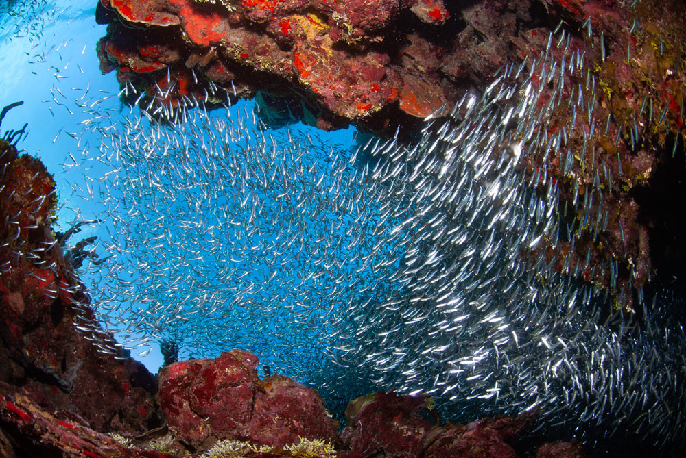 Bustling fish population with clean water