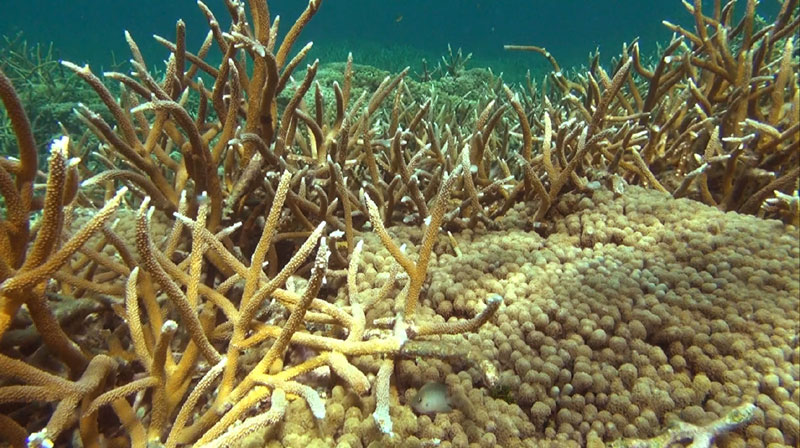 staghorn coral