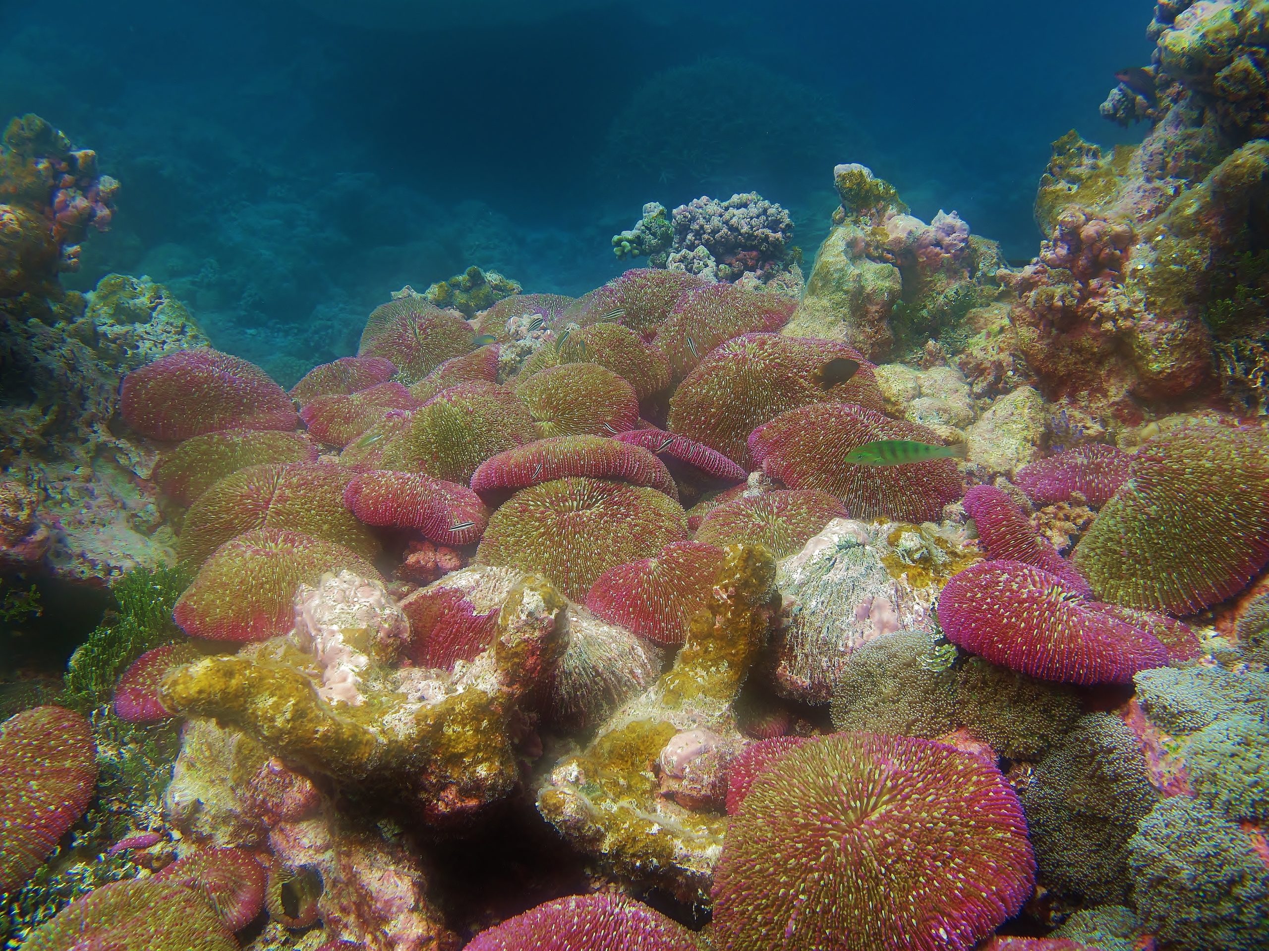 Mushroom coral (Fungia sp.) in Palmyra. Photo by CORAL staff