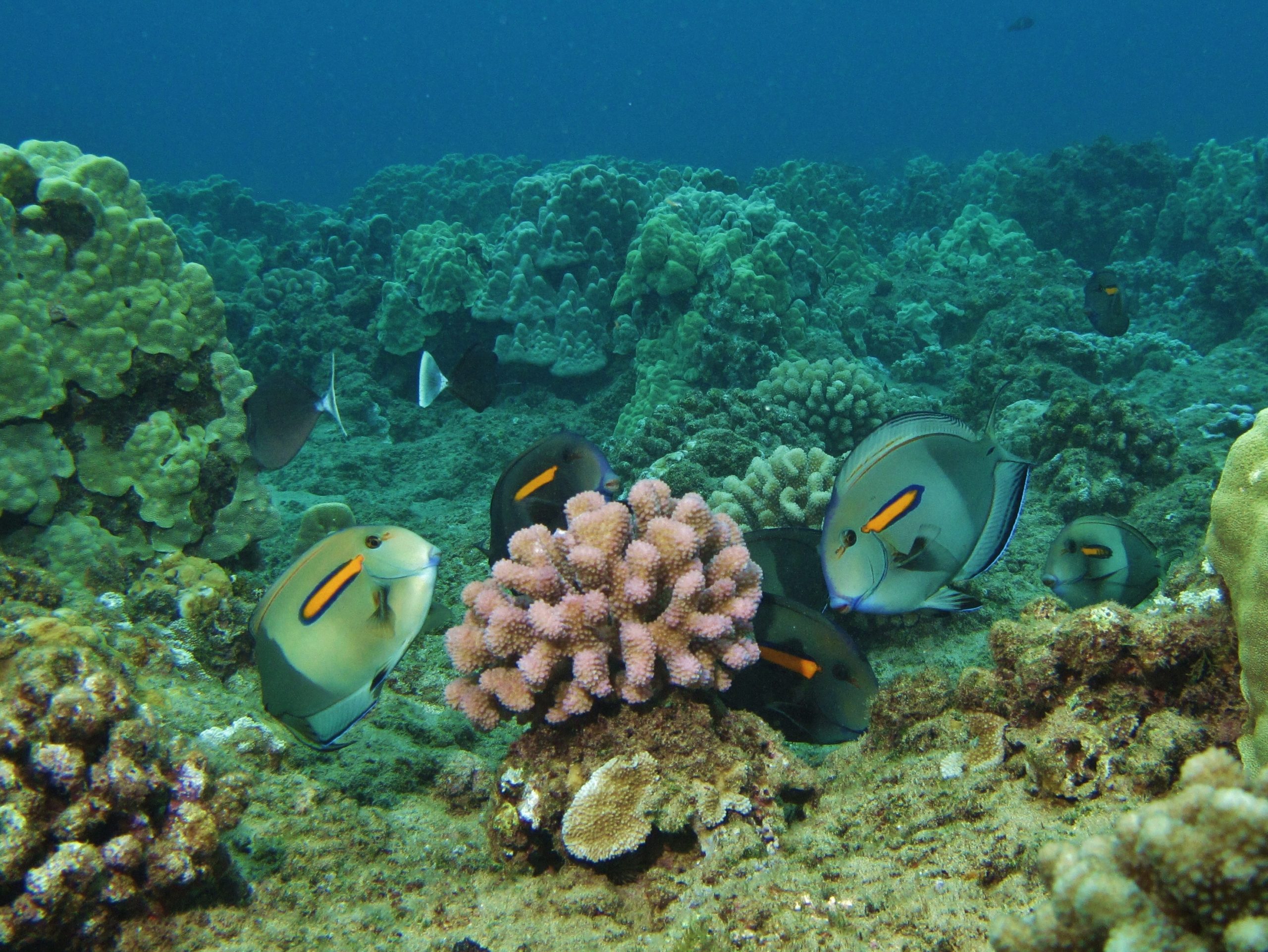 olivaceous tangs Kahekili, Maui