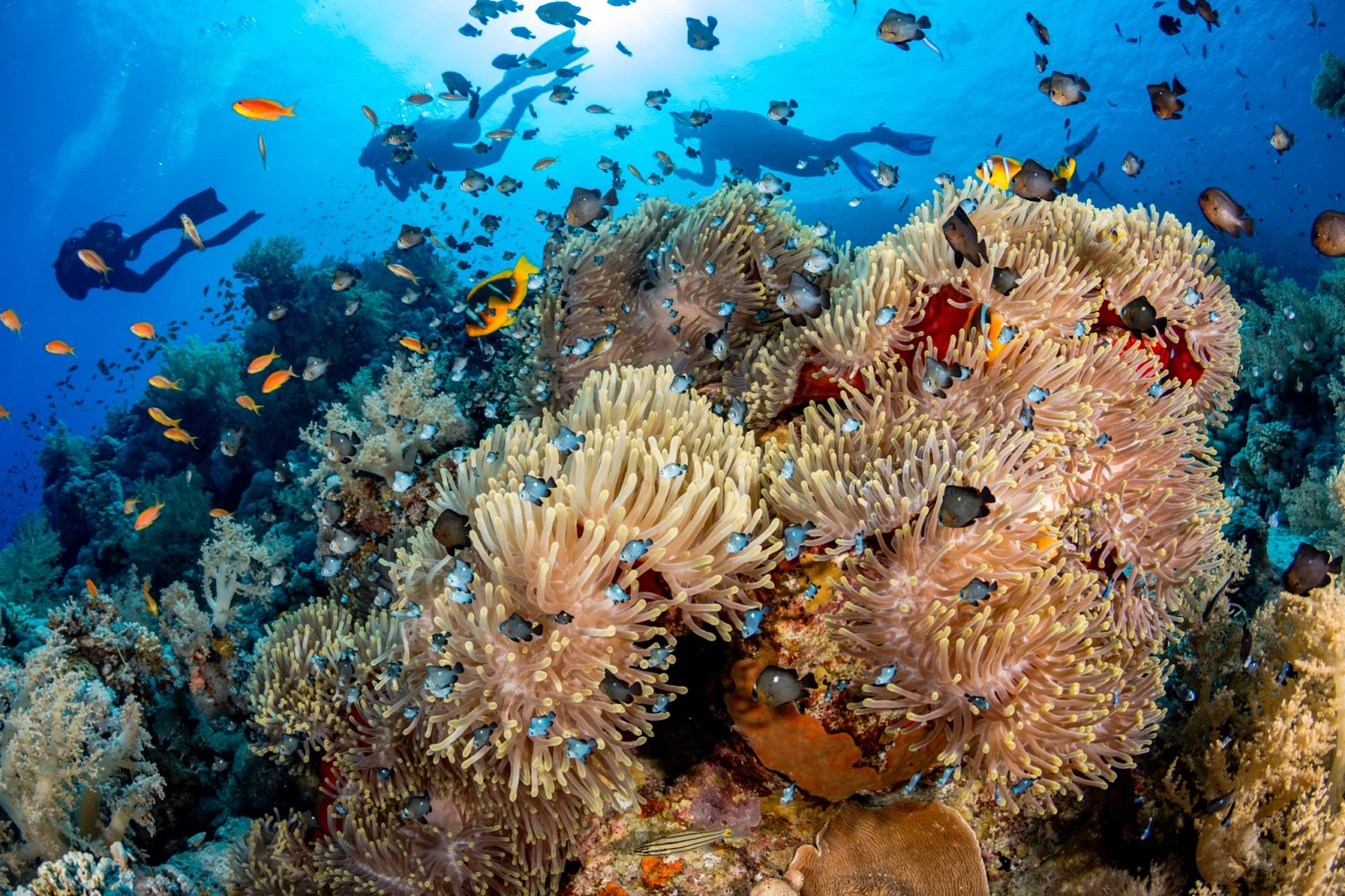 Photo by The Ocean Agency - Renata Romeo