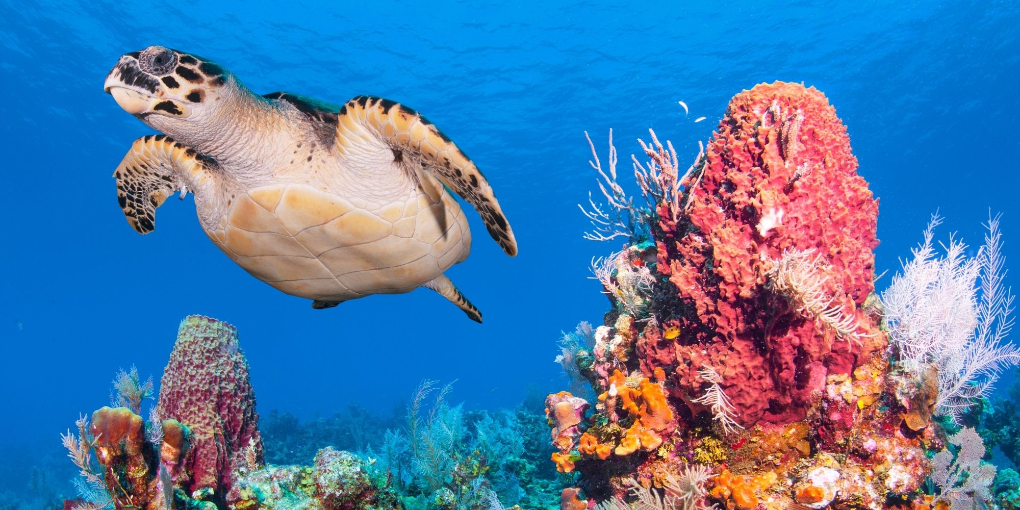 coral reefs honduras